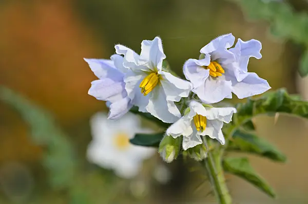525366 - Sticky nightshade (Solanum sisymbriifolium)