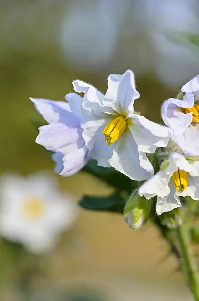 525367 - Sticky nightshade (Solanum sisymbriifolium)