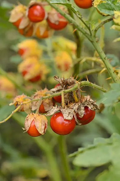 549066 - Sticky nightshade (Solanum sisymbriifolium)