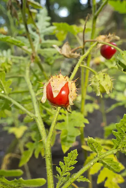 609004 - Sticky nightshade (Solanum sisymbriifolium)