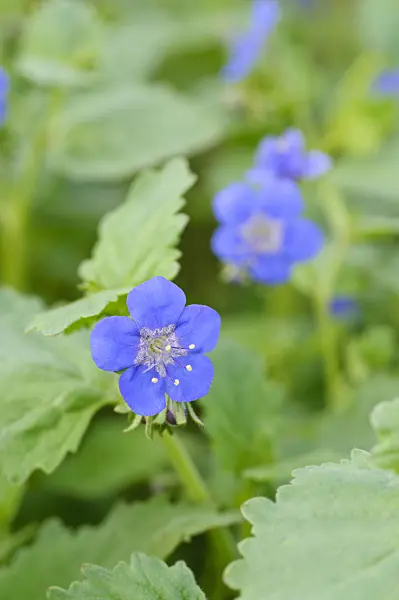473340 - Sticky phacelia (Phacelia viscida)