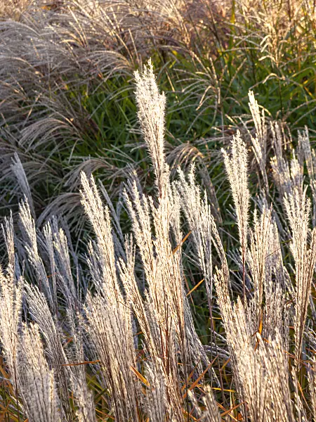 464094 - Stielblütengras (Miscanthus sacchariflorus)