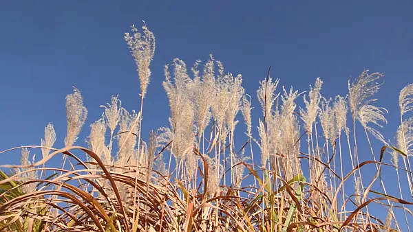 501095 - Stielblütengras (Miscanthus sacchariflorus)