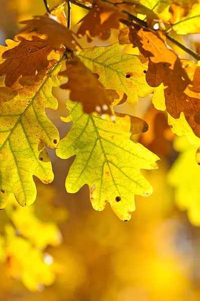 478001 - Stieleiche (Quercus robur)