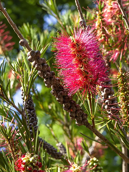 438287 - Stiff bottlebrush (Callistemon rigidus)