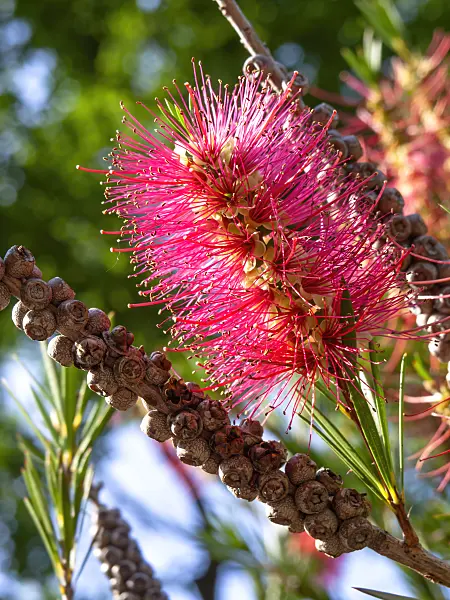 438288 - Stiff bottlebrush (Callistemon rigidus)