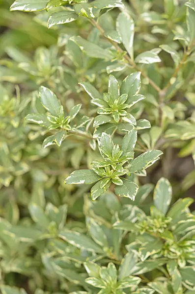 535188 - Stiffleaf cheesewood (Pittosporum crassifolium 'Variegatum')