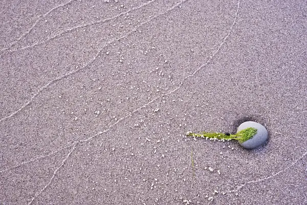 369002 - Still life on the shore