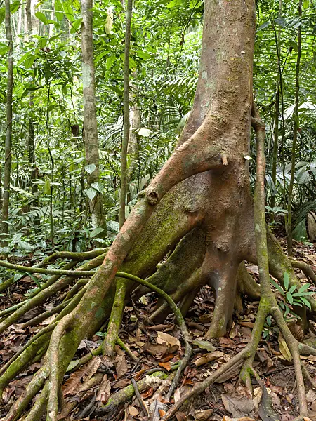 434354 - Stilt roots