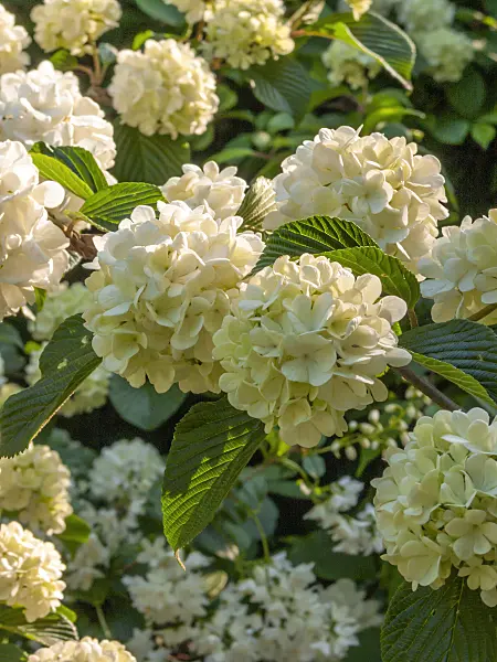 401238 - Stinkender Schneeball (Viburnum sieboldii)