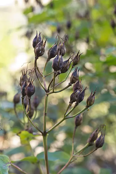 551004 - Stinkendes Johanniskraut (Hypericum hircinum)