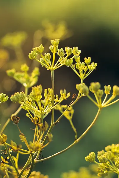 394026 - Stinking gum (Ferula assa-foetida)