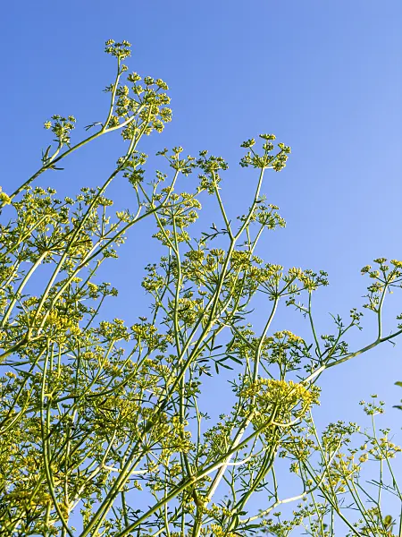 428099 - Stinking gum (Ferula assa-foetida)