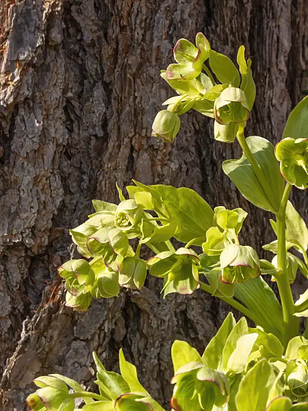 411274 - Stinking hellebore (Helleborus foetidus)