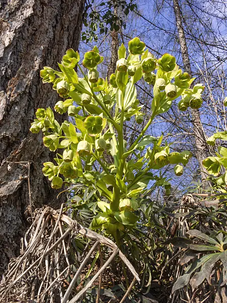 411282 - Stinking hellebore (Helleborus foetidus)