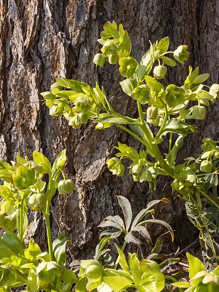 411283 - Stinking hellebore (Helleborus foetidus)