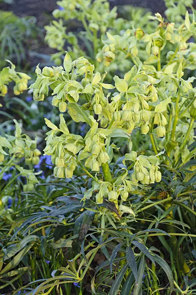 470131 - Stinking hellebore (Helleborus foetidus)