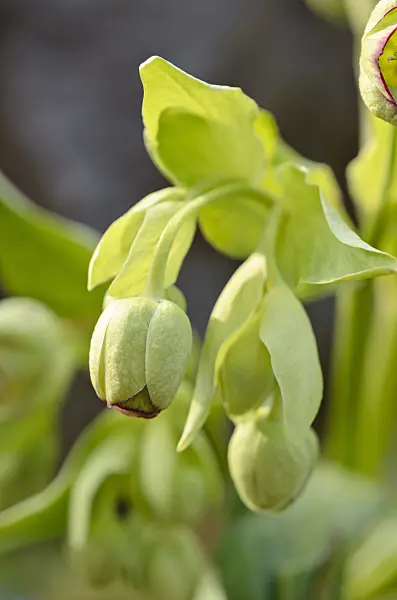 519015 - Stinking hellebore (Helleborus foetidus)