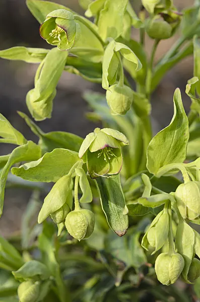 519016 - Stinking hellebore (Helleborus foetidus)