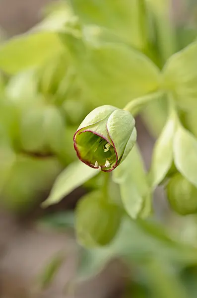 529034 - Stinking hellebore (Helleborus foetidus)