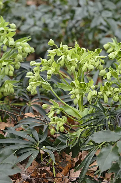 553008 - Stinking hellebore (Helleborus foetidus)