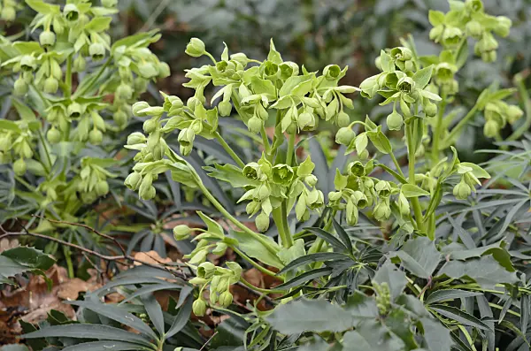 553009 - Stinking hellebore (Helleborus foetidus)