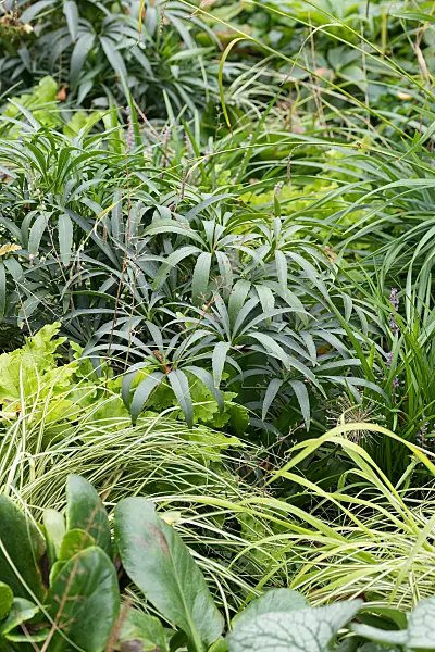 675074 - Stinking hellebore (Helleborus foetidus)