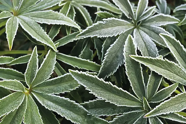 432067 - Stinking hellebore (Helleborus foetidus) with hoar frost
