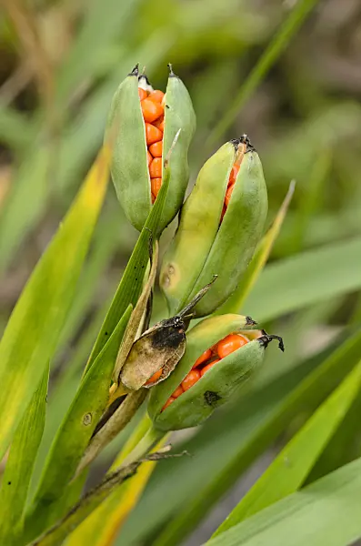 525047 - Stinking iris (Iris foetidissima)