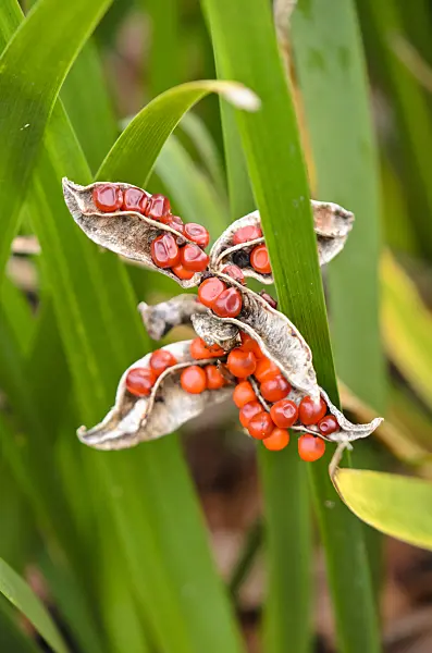553050 - Stinking iris (Iris foetidissima)