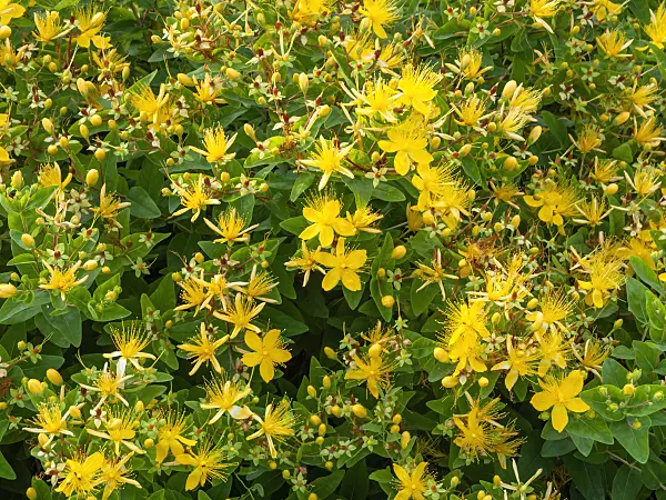 450069 - Stinking St. John's wort (Hypericum hircinum)