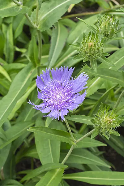 559030 - Stokes aster (Stokesia laevis)