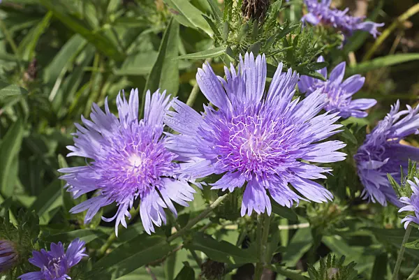 573020 - Stokes aster (Stokesia laevis)