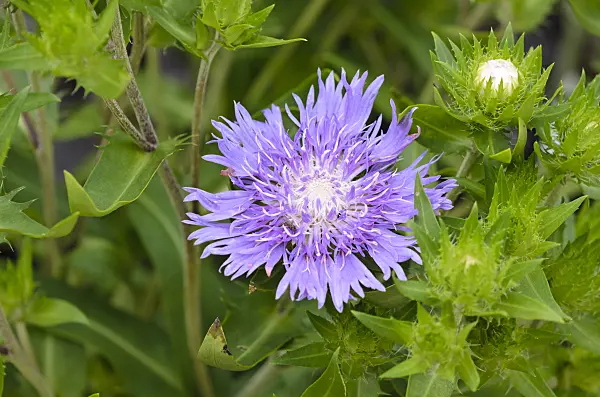 523126 - Stokes aster (Stokesia laevis 'Purple Parasol')