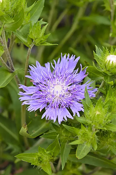 523127 - Stokes aster (Stokesia laevis 'Purple Parasol')