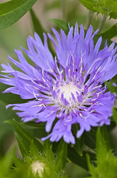 523129 - Stokes aster (Stokesia laevis 'Purple Parasol')