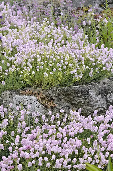 533551 - Stone cress (Aethionema)