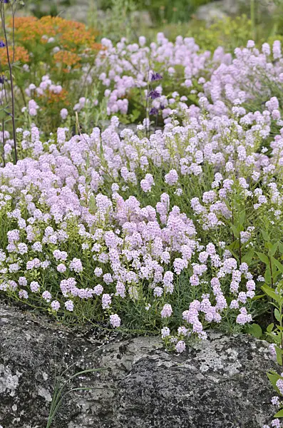 533552 - Stone cress (Aethionema)