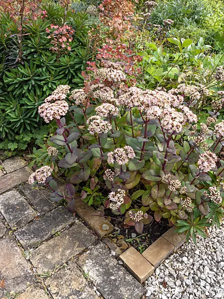 463119 - Stonecrop (Sedum)