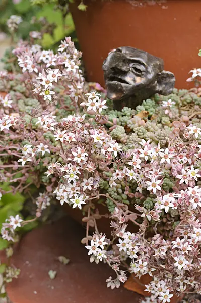 474113 - Stonecrop (Sedum)