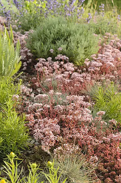 497351 - Stonecrop (Sedum)