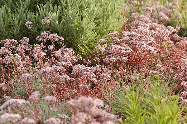 497352 - Stonecrop (Sedum)