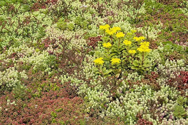 511231 - Stonecrop (Sedum)