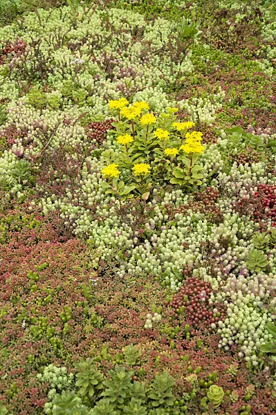 511232 - Stonecrop (Sedum)
