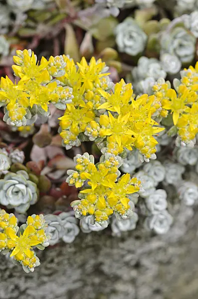 533515 - Stonecrop (Sedum)