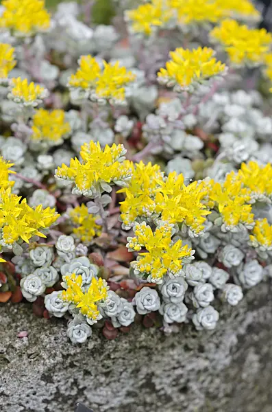 533529 - Stonecrop (Sedum)