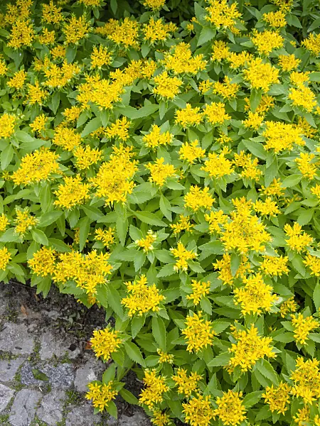 461117 - Stonecrop (Sedum aizoon syn. Phedimus aizoon)