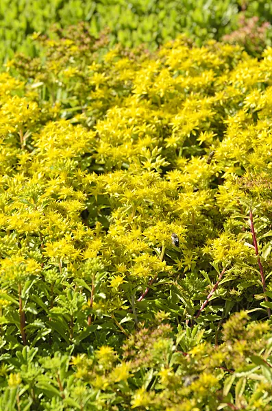 498043 - Stonecrop (Sedum hybridum 'Immergrünchen' syn. Phedimus hybridus 'Immergrünchen')