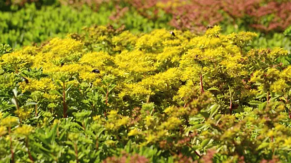 498061 - Stonecrop (Sedum hybridum 'Immergrünchen' syn. Phedimus hybridus 'Immergrünchen')