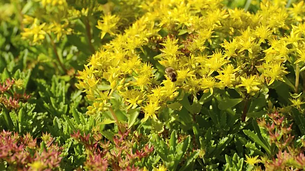498062 - Stonecrop (Sedum hybridum 'Immergrünchen' syn. Phedimus hybridus 'Immergrünchen') and bee (Apis)